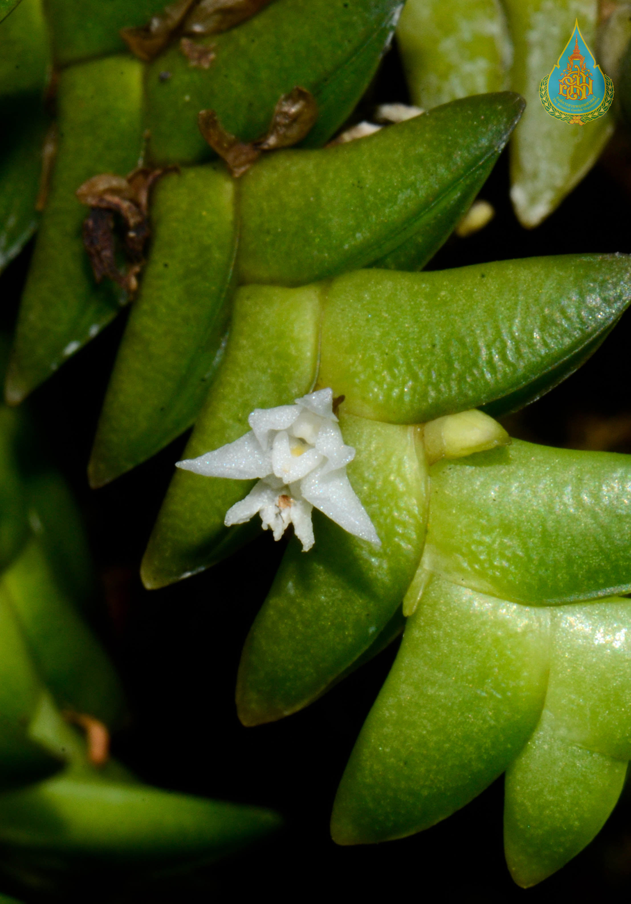 ตานตะขาบ Microsaccus griffithii (C.S.P.Parish & Rchb.f.) Seidenf.<br/>ORCHIDACEAE